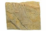 Fossil Crinoid (Aphelecrinus) Plate - Alabama #269880-1